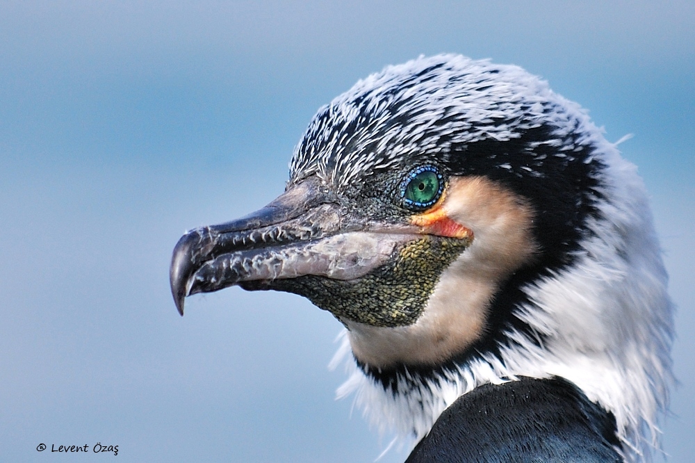 Great Cormorant