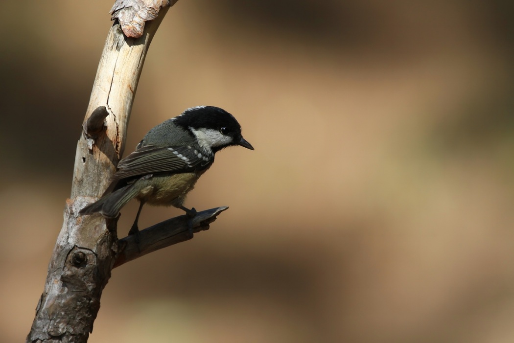 Coal Tit