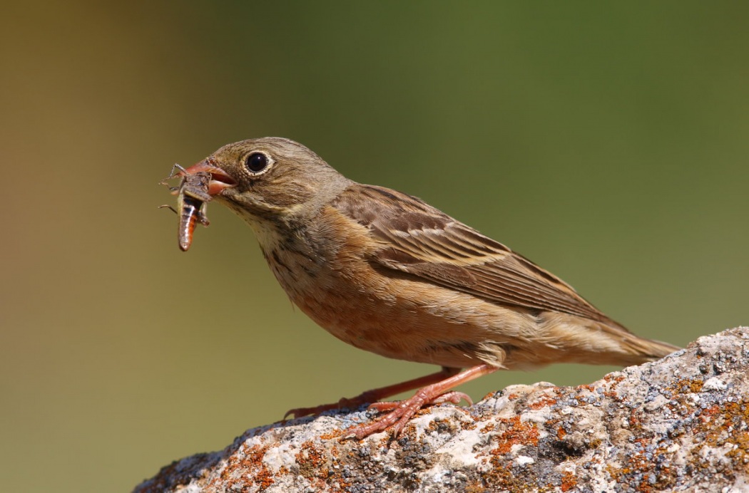 Ortolan Bunting