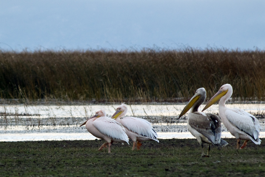 Great White Pelican
