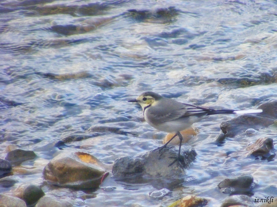 White Wagtail