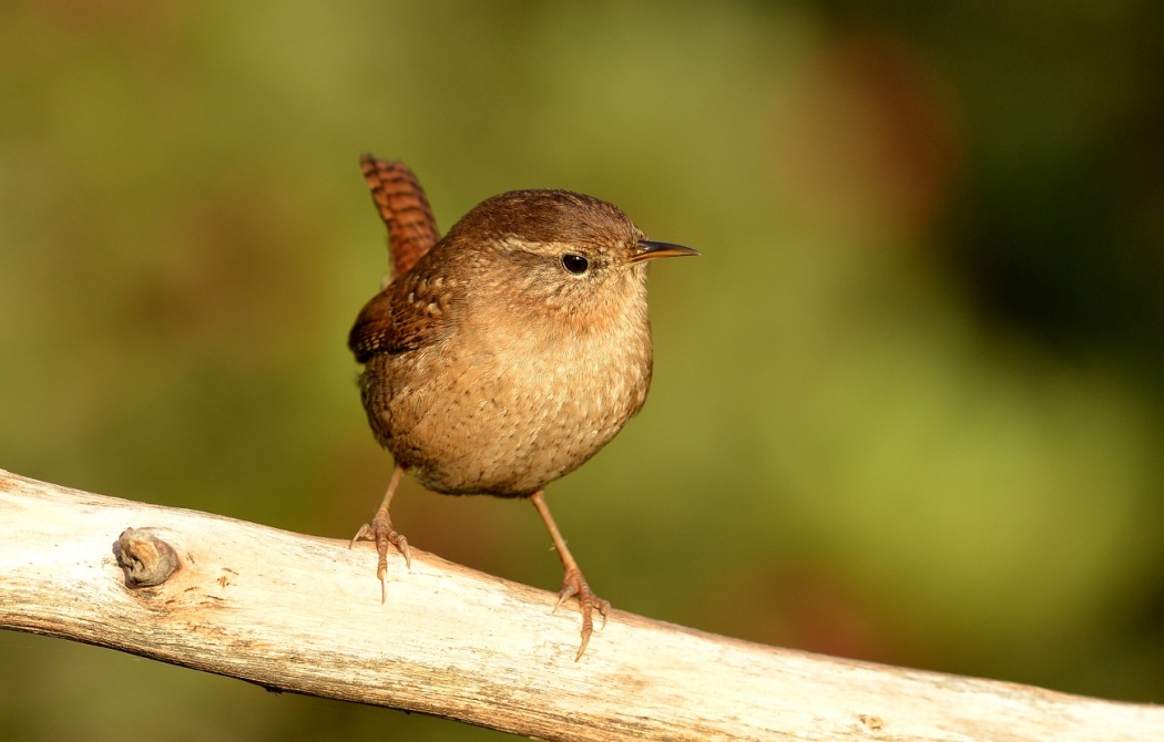 Eurasian Wren