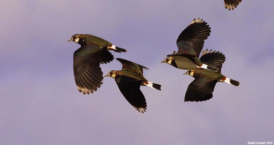 Northern Lapwing