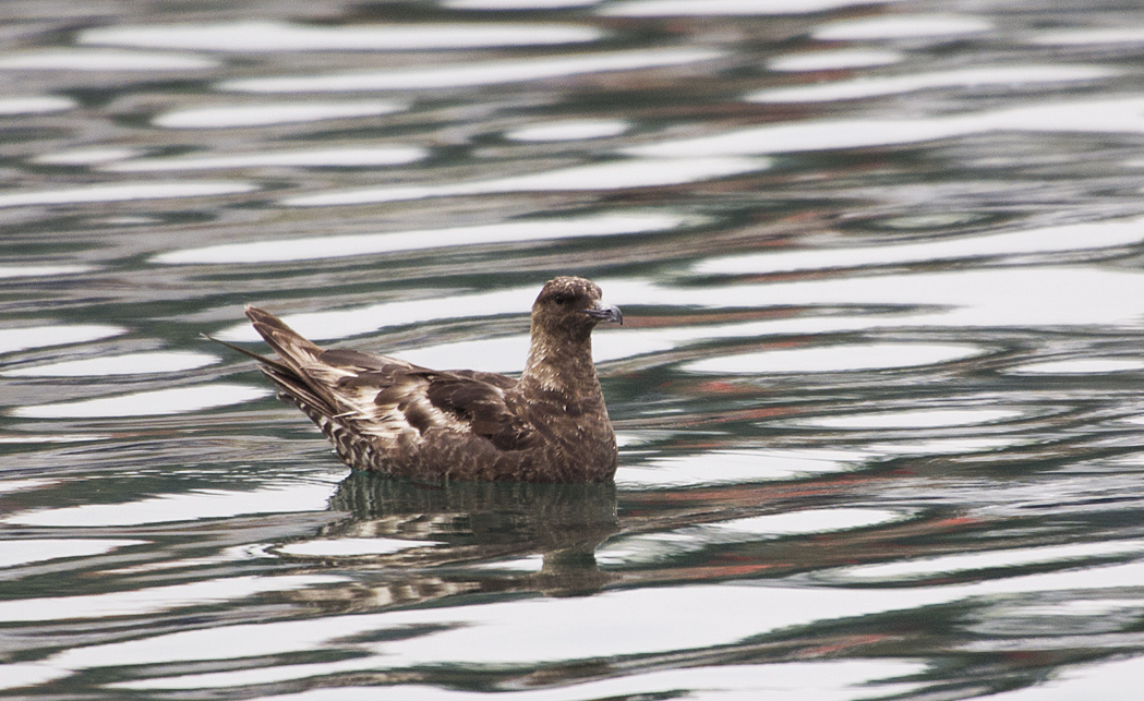 Pomarine Jaeger