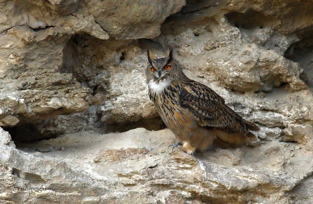 Eurasian Eagle-Owl