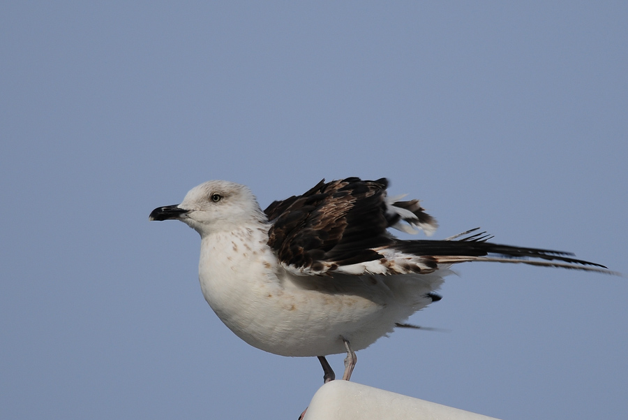 Lesser Black-backed Gull