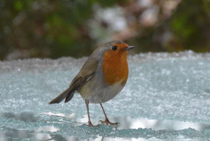 European Robin