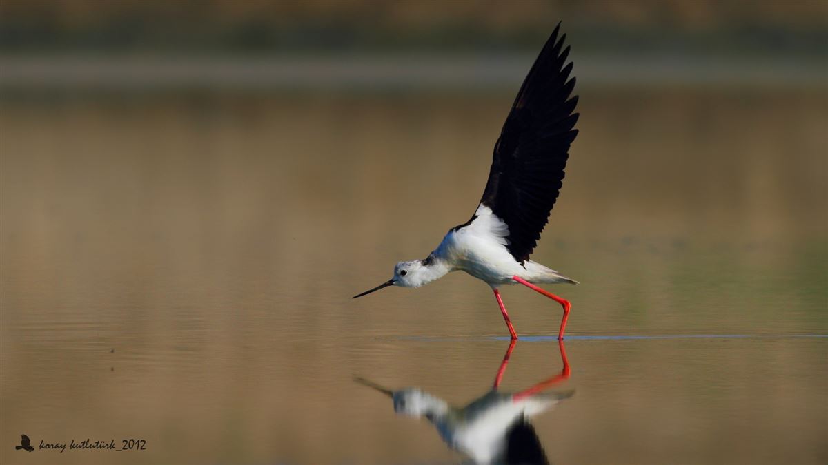 Black-winged Stilt