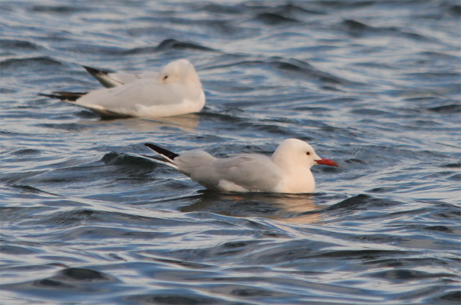 Slender-billed Gull