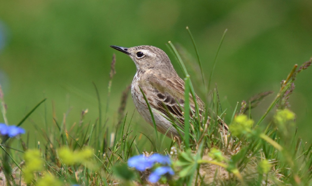 Water Pipit