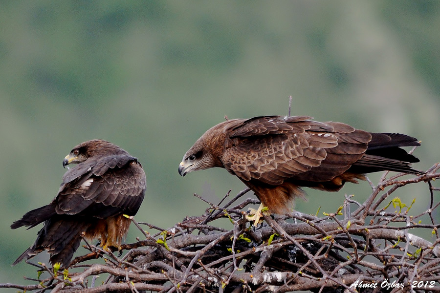 Black Kite