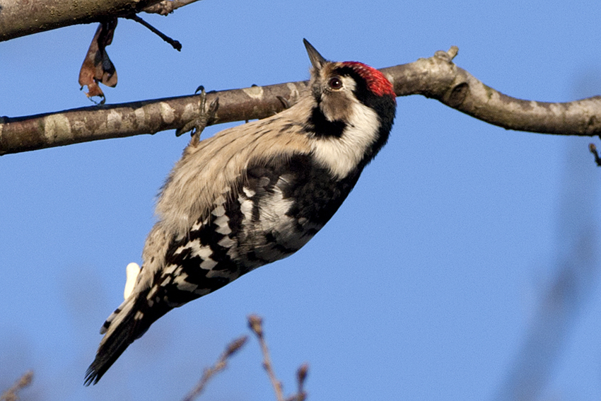 Lesser Spotted Woodpecker