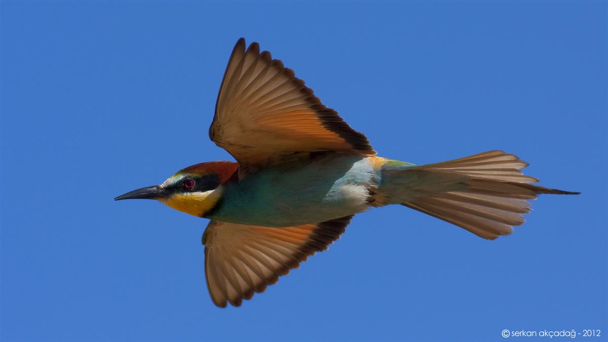 European Bee-eater