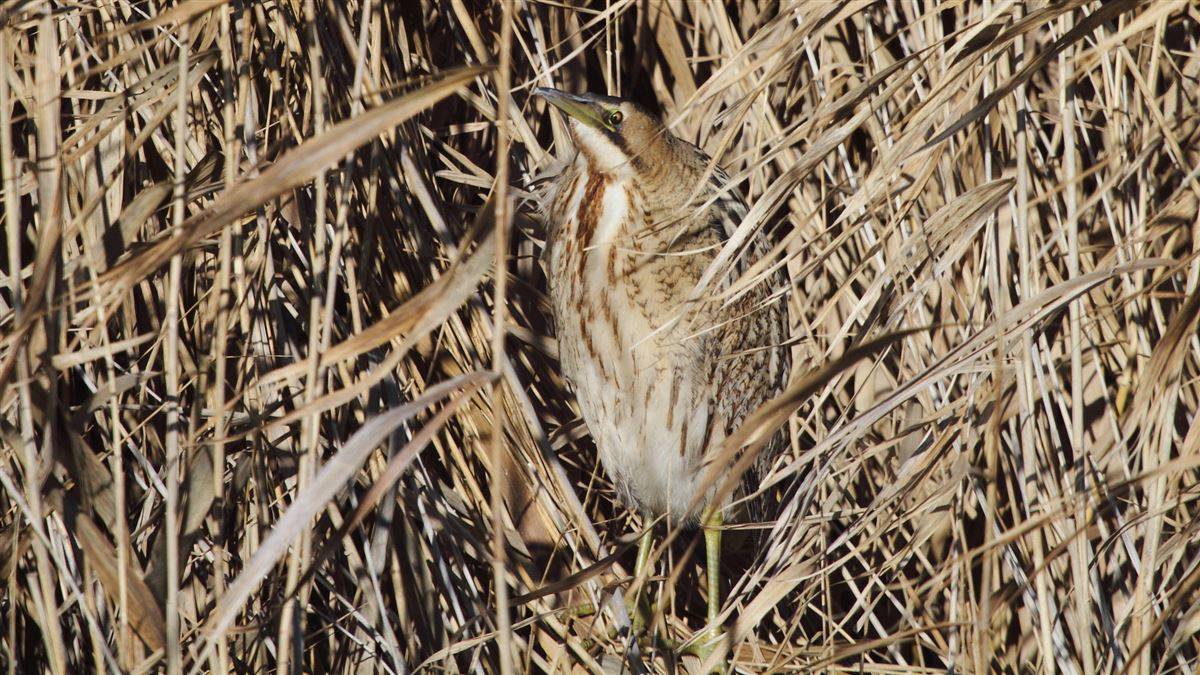 Eurasian Bittern