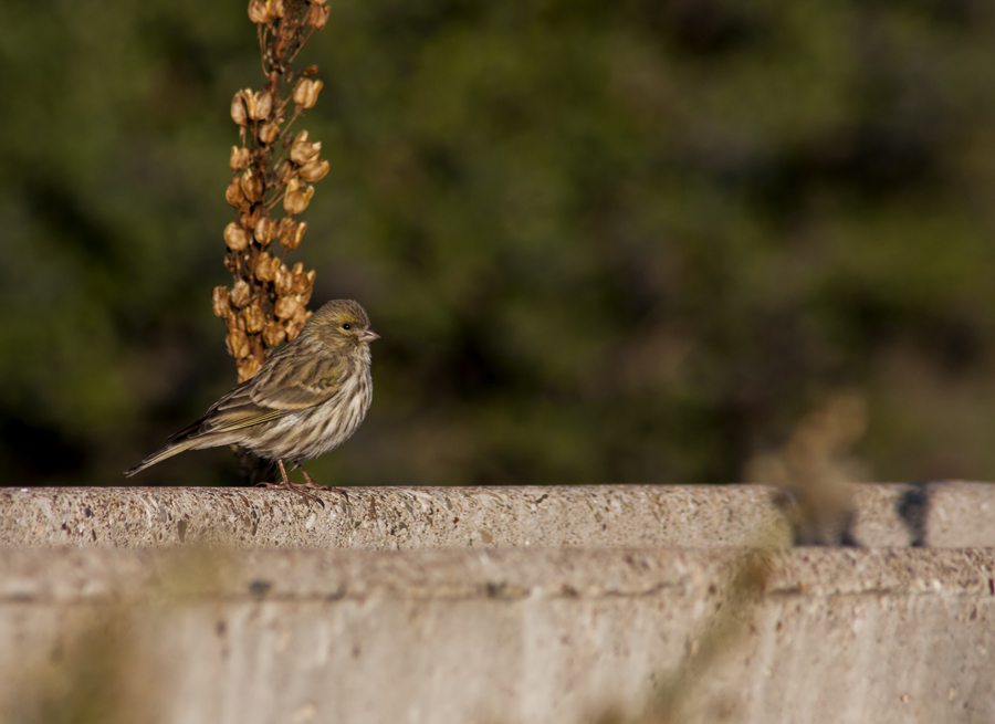 European Serin