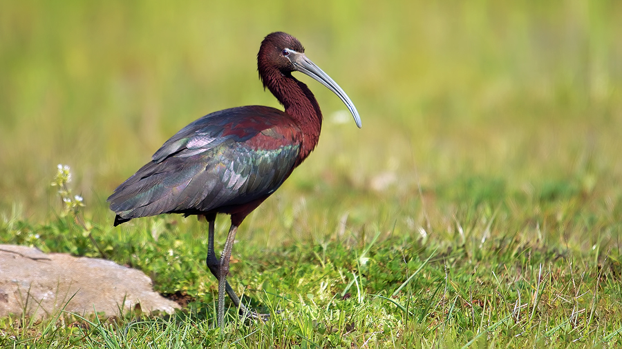 Glossy Ibis