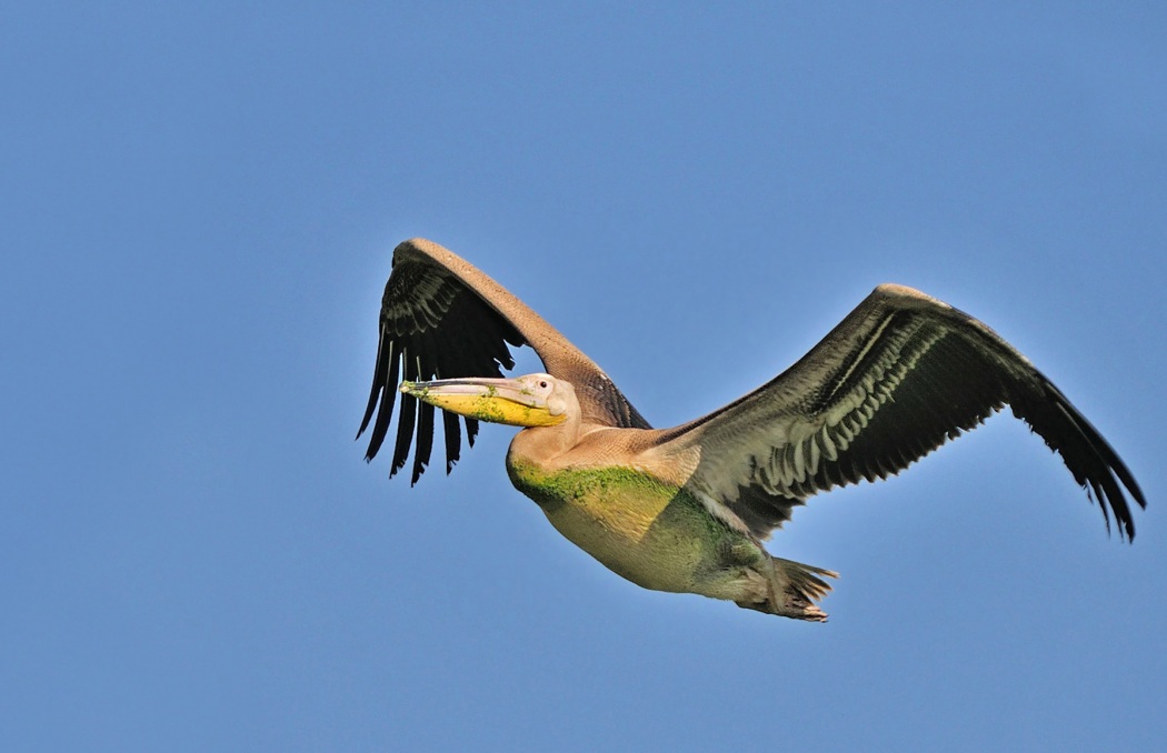 Great White Pelican