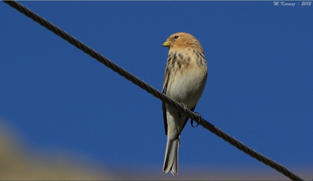 Twite