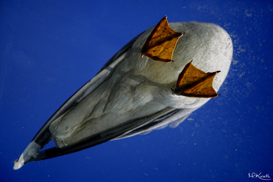 Yellow-legged Gull