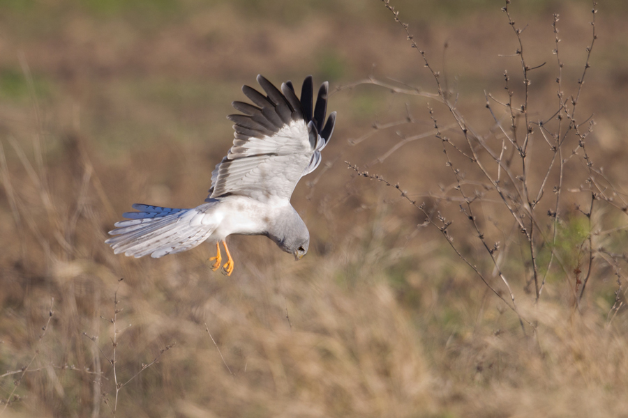 Hen Harrier