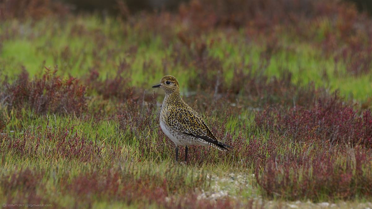 European Golden Plover