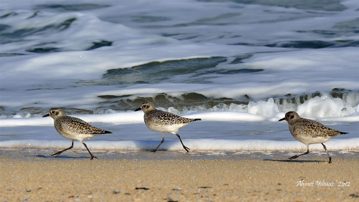 Grey Plover