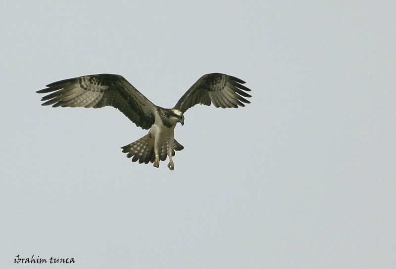 Osprey