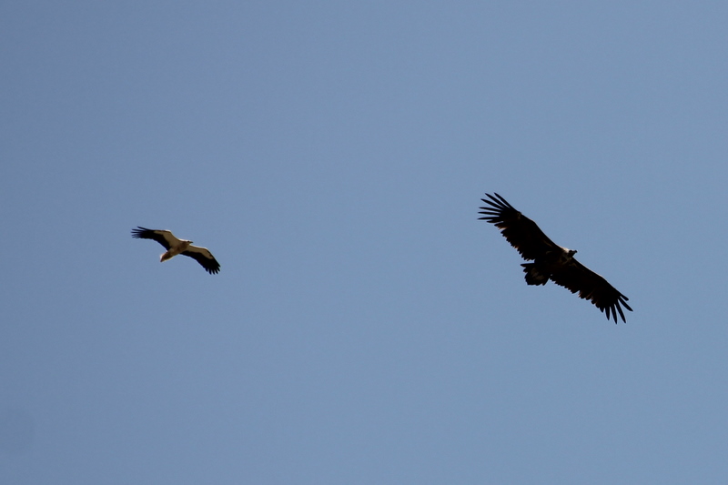 Egyptian Vulture