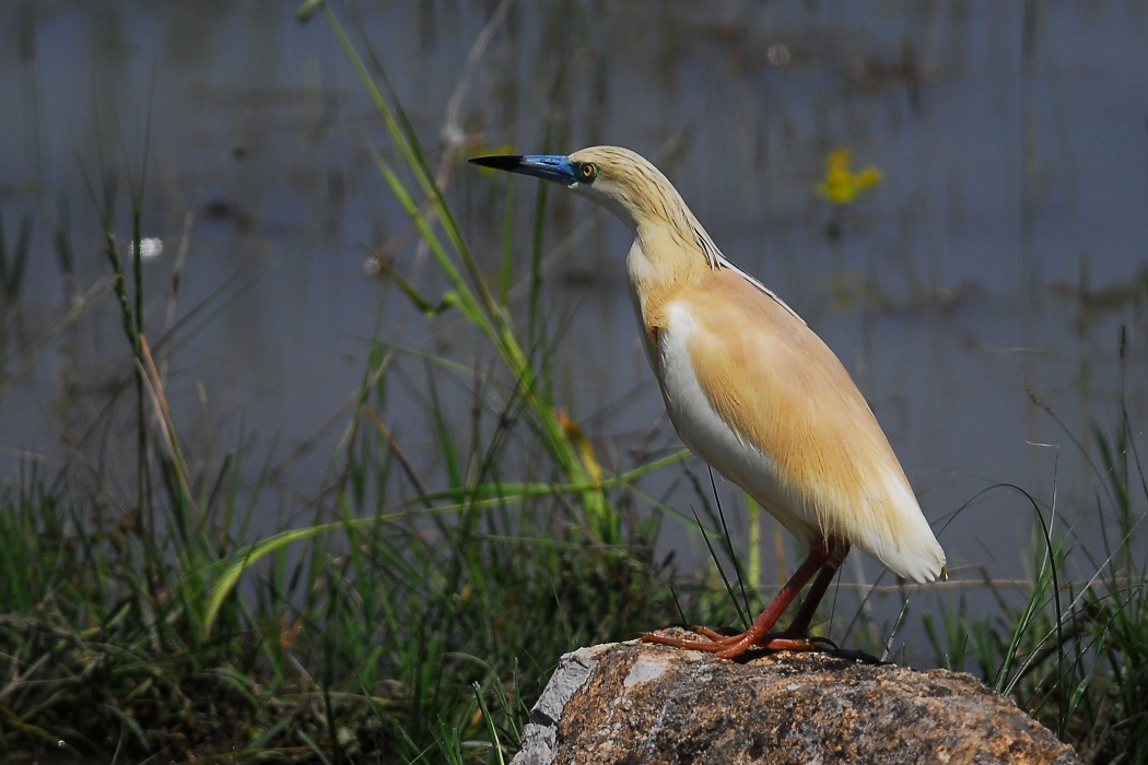 Squacco Heron