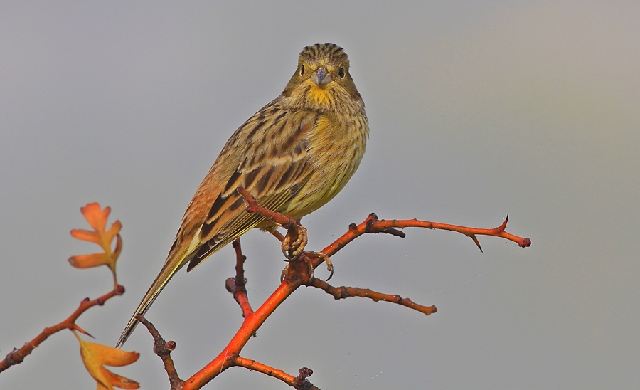 Yellowhammer