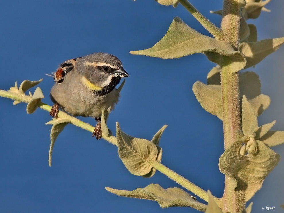Dead Sea Sparrow
