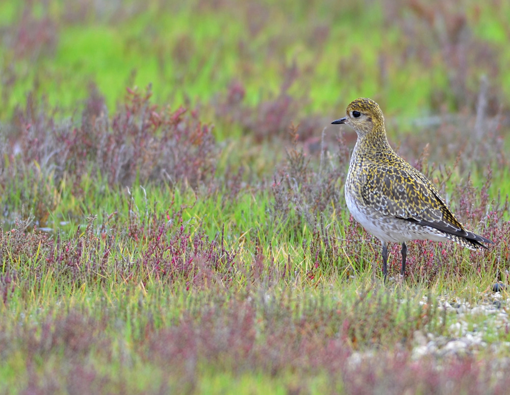 European Golden Plover