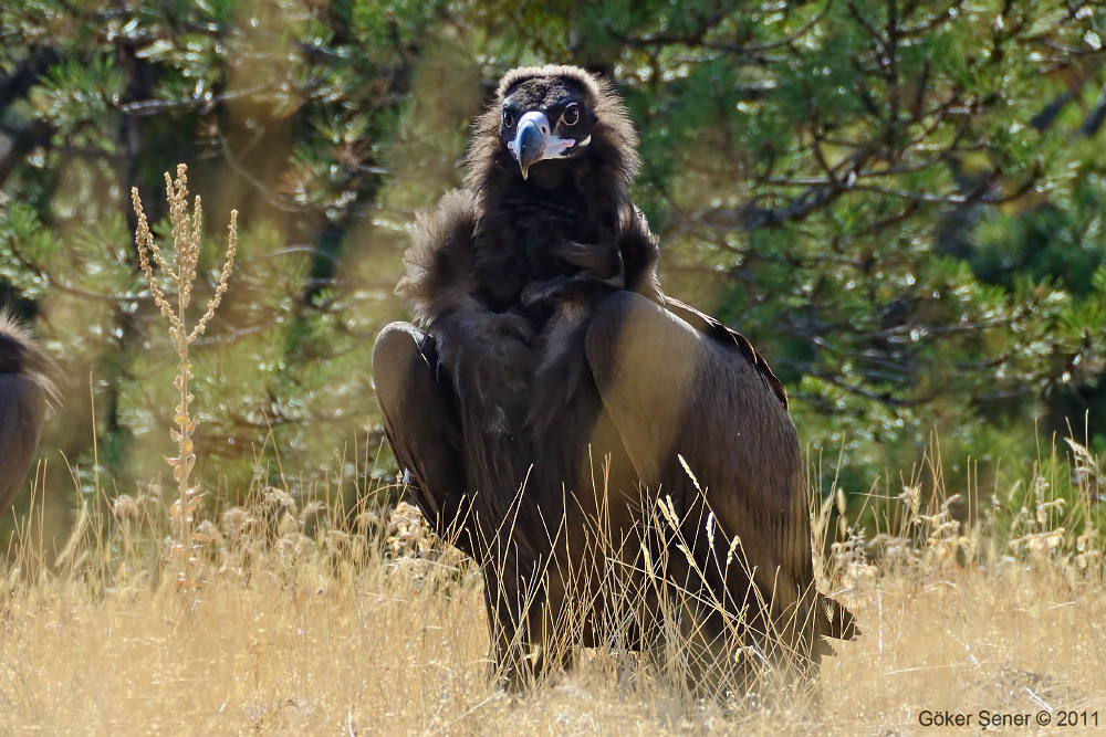 Cinereous Vulture