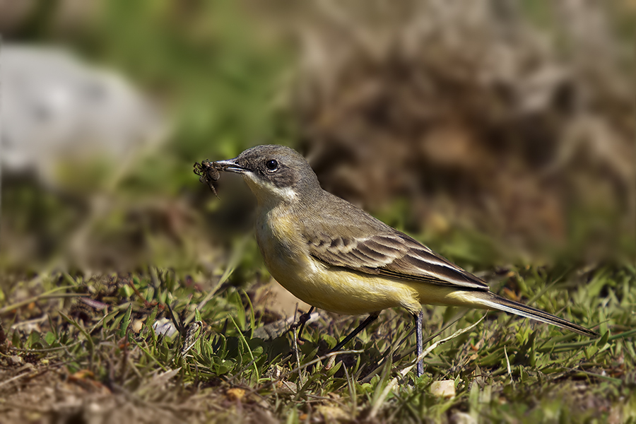 Western Yellow Wagtail