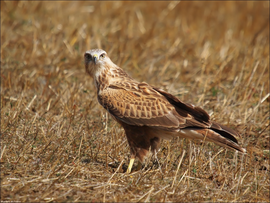 Long-legged Buzzard