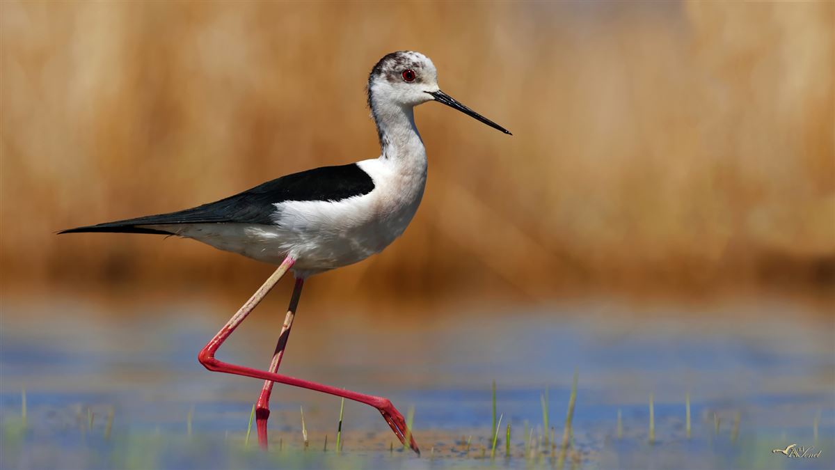 Black-winged Stilt