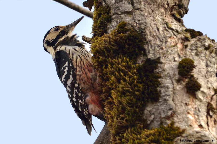 White-backed Woodpecker