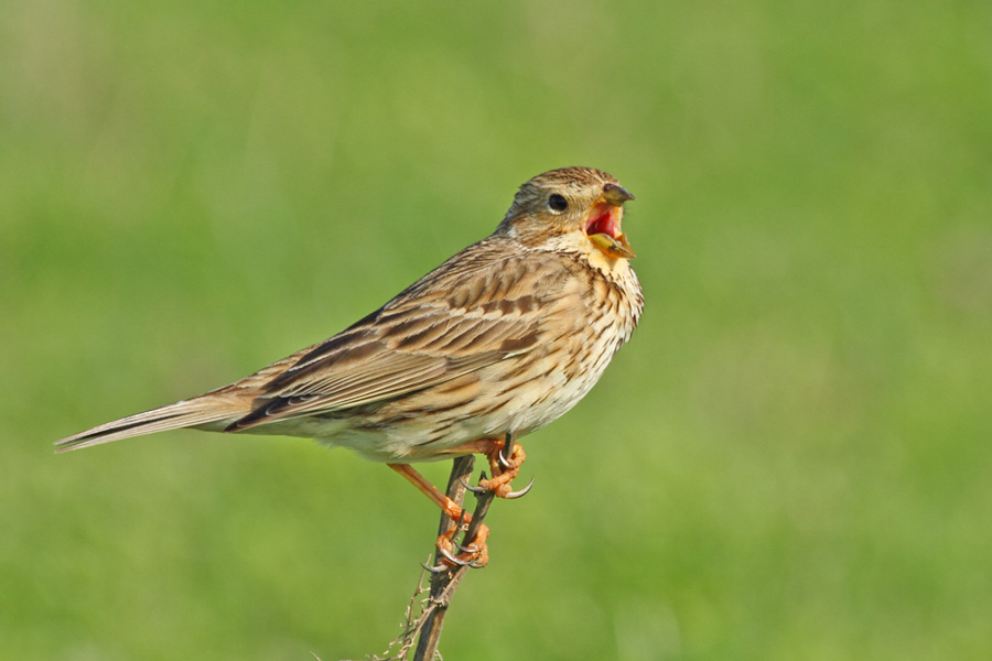 Corn Bunting