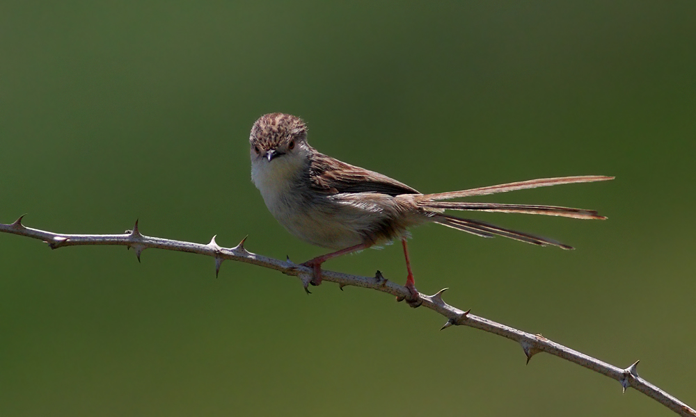 Delicate Prinia