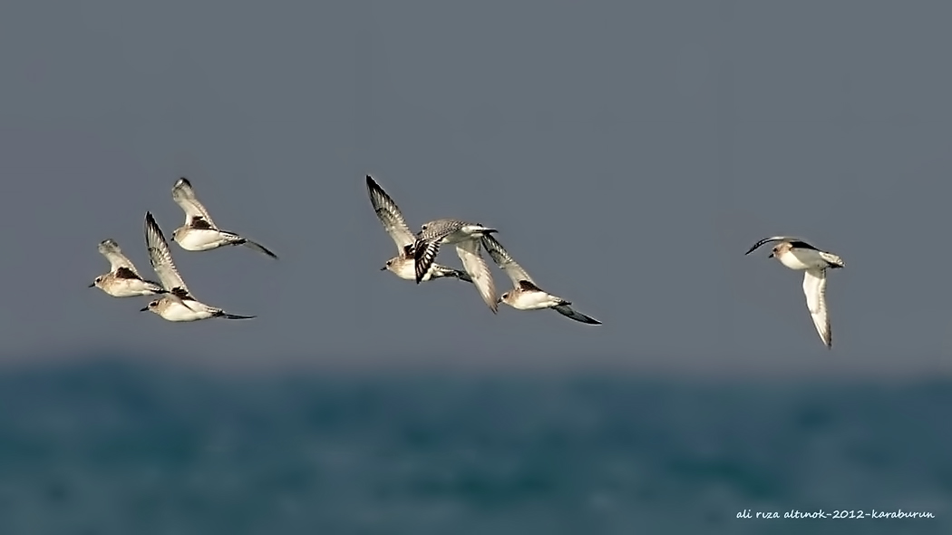 Grey Plover