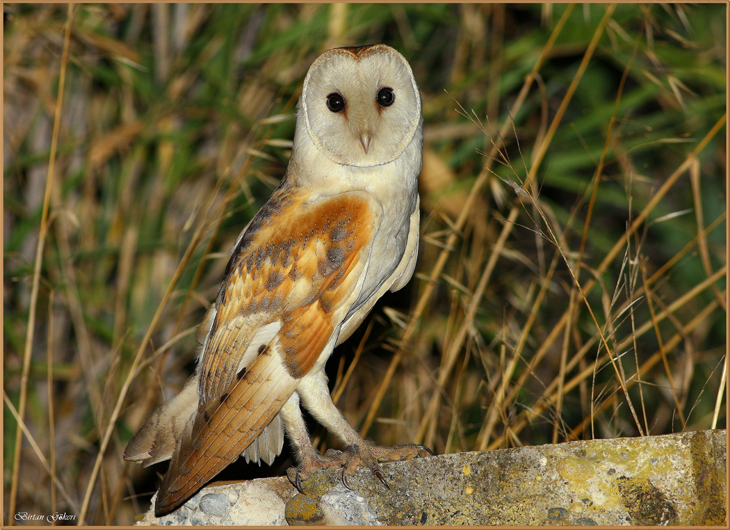 Western Barn Owl