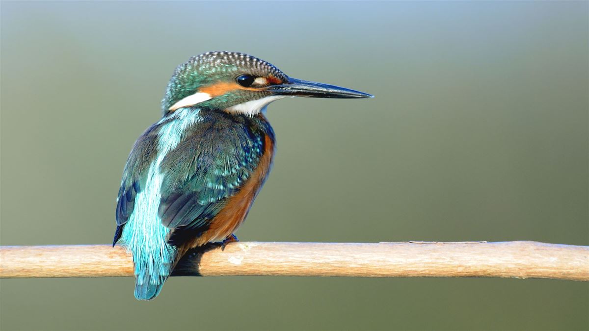 Common Kingfisher