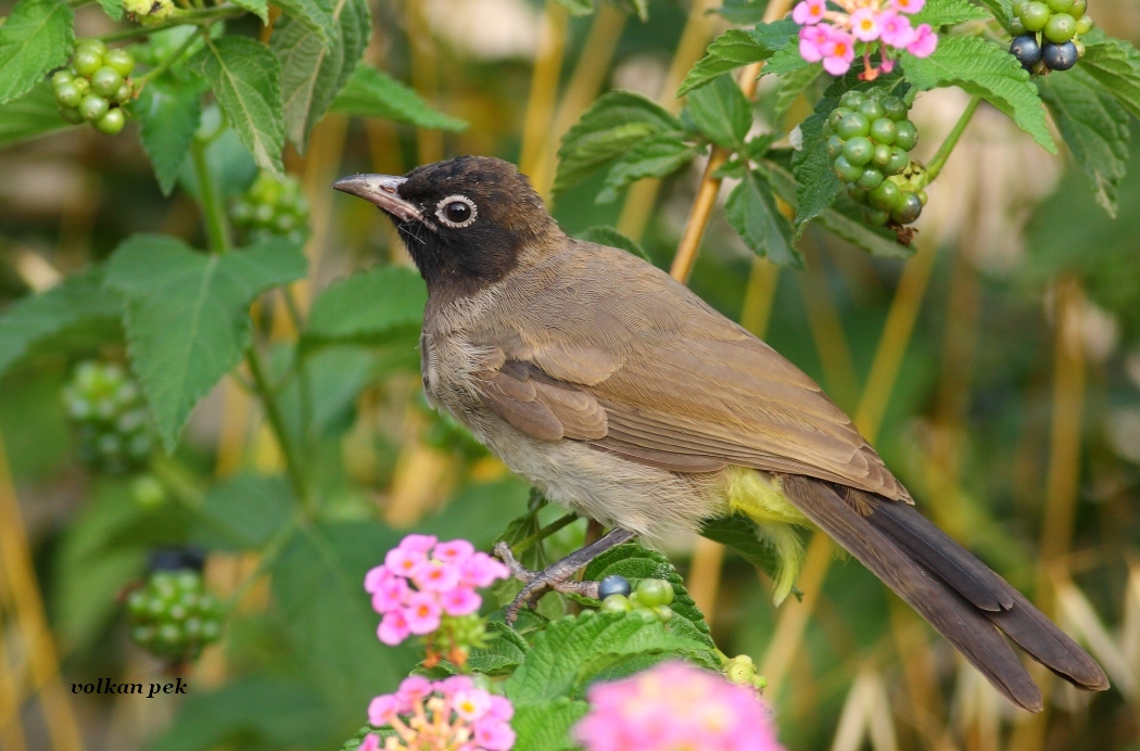 White-spectacled Bulbul