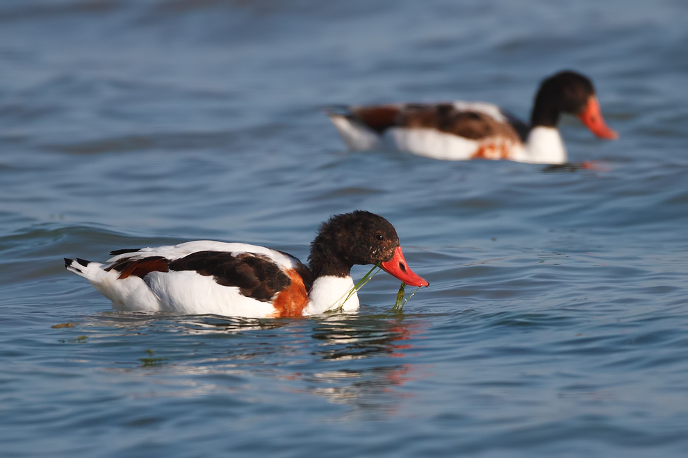 Common Shelduck