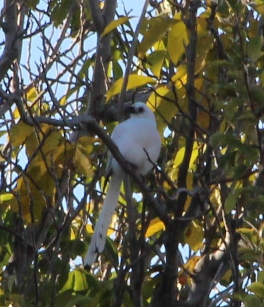 Eurasian Magpie