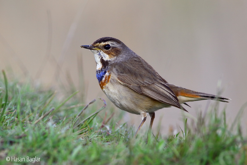 Bluethroat