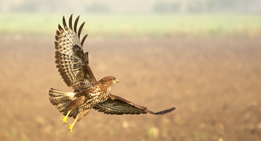 Common Buzzard