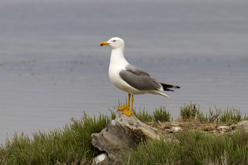 Yellow-legged Gull