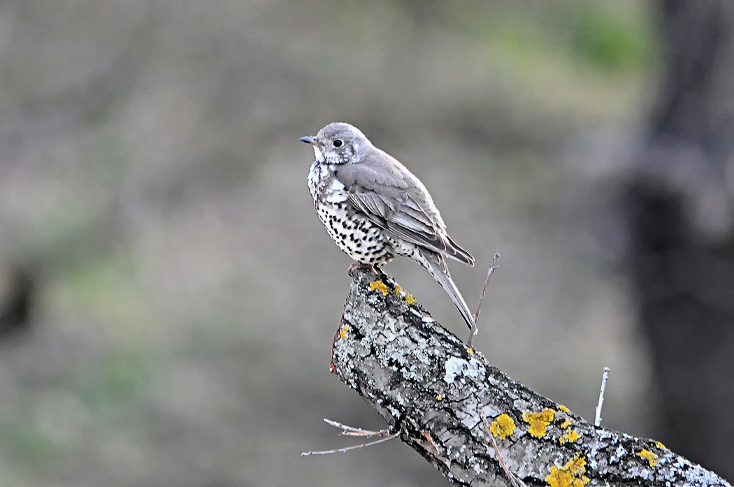 Song Thrush