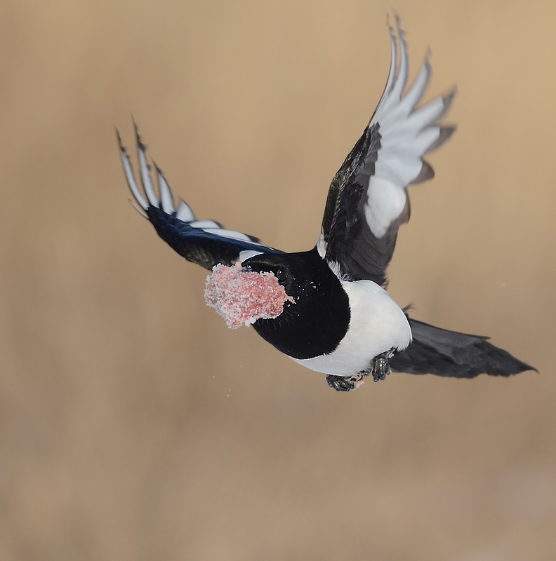 Eurasian Magpie